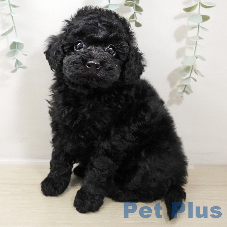 神奈川県のトイプードル(トイ) (ペットプラス ゆめが丘ソラトス店/2025年10月25日生まれ/女の子/ブラック)の子犬の1枚目の画像