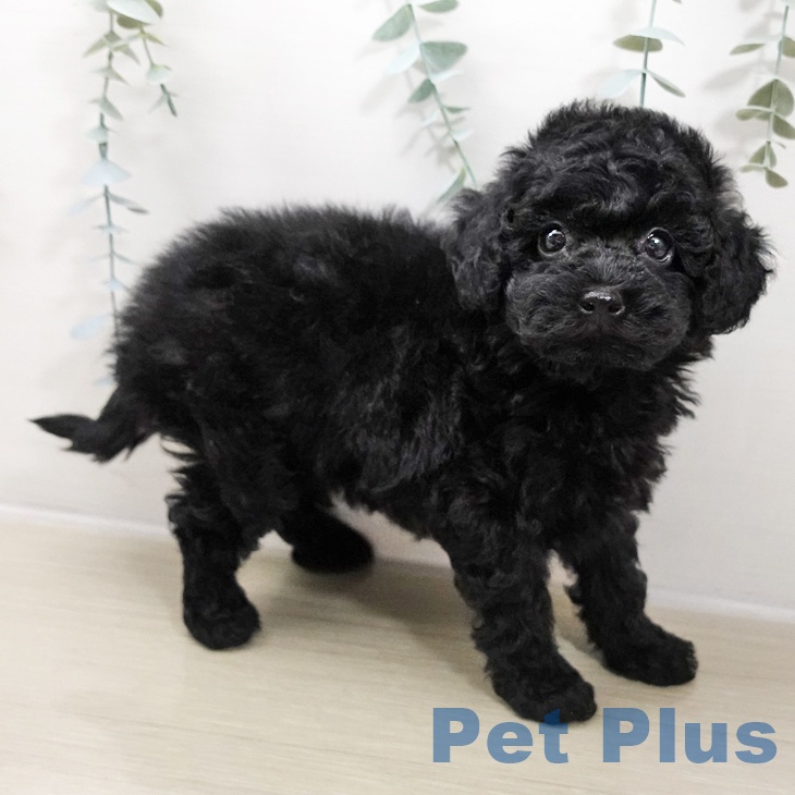 神奈川県のトイプードル(トイ) (ペットプラス ゆめが丘ソラトス店/2025年10月25日生まれ/女の子/ブラック)の子犬の2枚目の画像