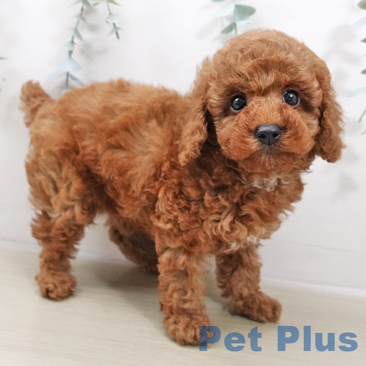 宮城県のトイプードル(トイ) (ペットプラス 仙台泉大沢店/2025年10月25日生まれ/男の子/レッド)の子犬の1枚目の画像