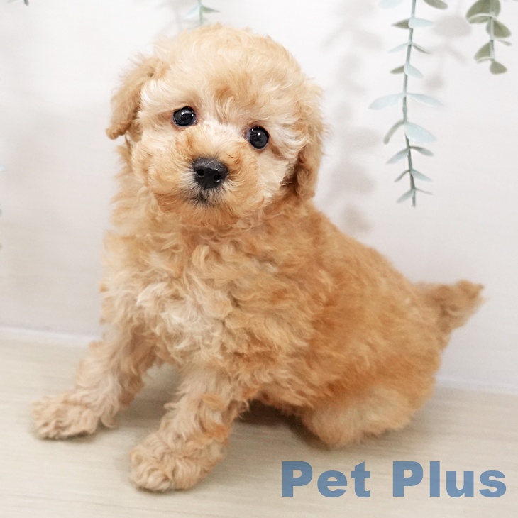 群馬県のトイプードル(トイ) (ペットプラス イオンモール太田店/2025年10月25日生まれ/男の子/アプリコット)の子犬の1枚目の画像