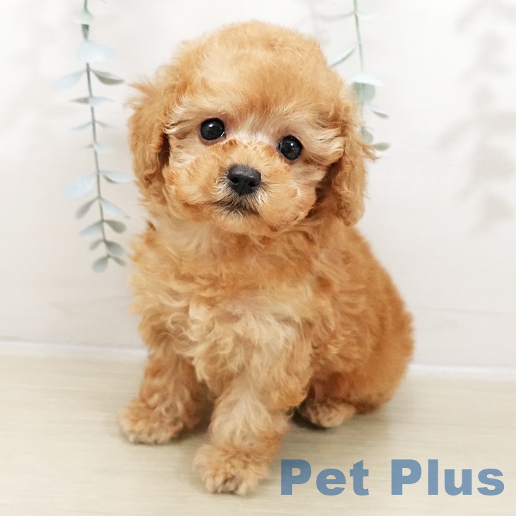 長野県のトイプードル(トイ) (ペットプラス 須坂店/2025年10月25日生まれ/男の子/アプリコット)の子犬の1枚目の画像