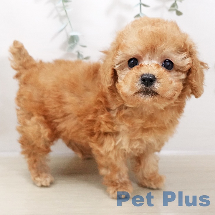 長野県のトイプードル(トイ) (ペットプラス 須坂店/2025年10月25日生まれ/男の子/アプリコット)の子犬の2枚目の画像