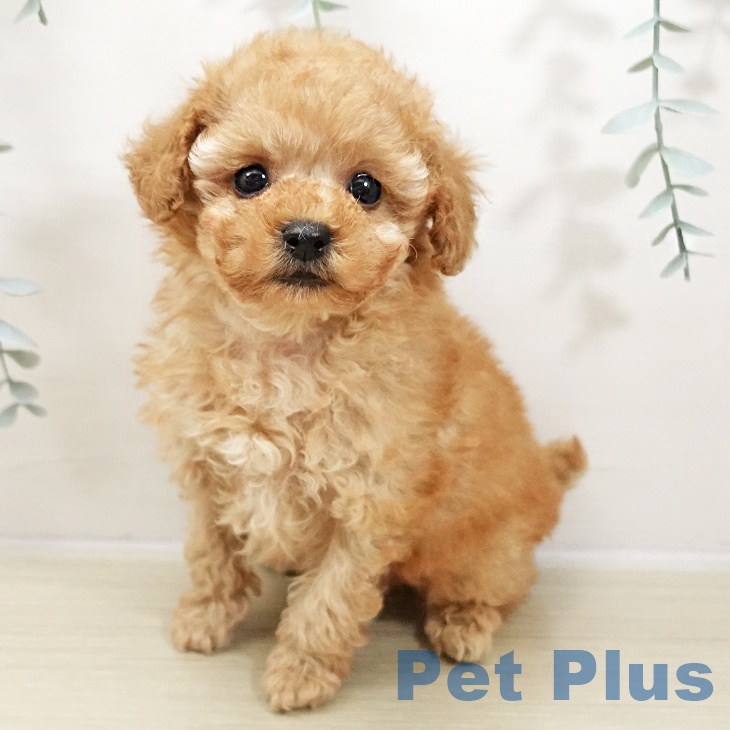 トイ・プードル