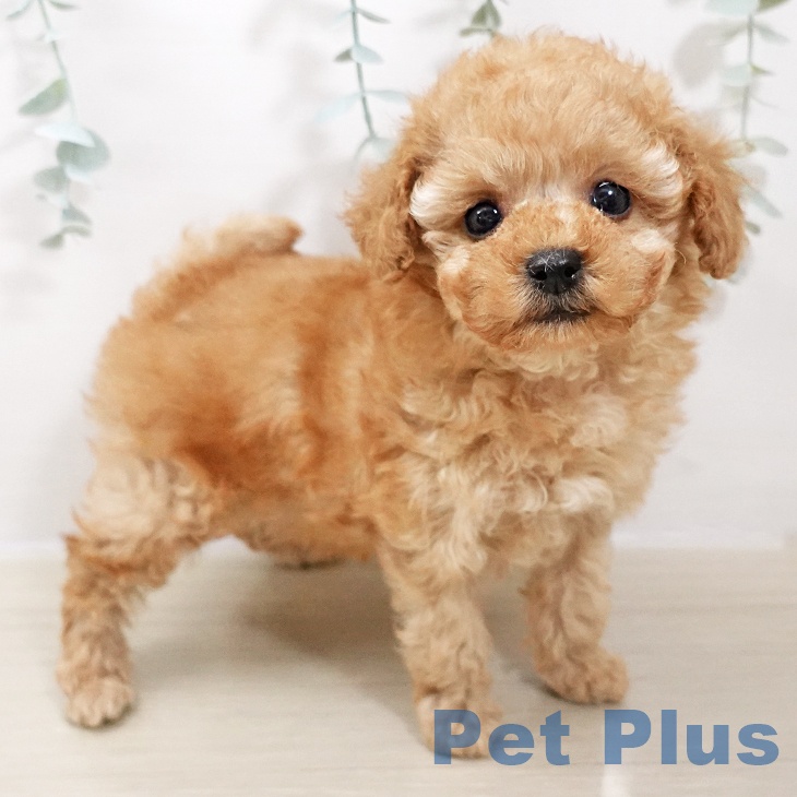 トイ・プードルの写真2