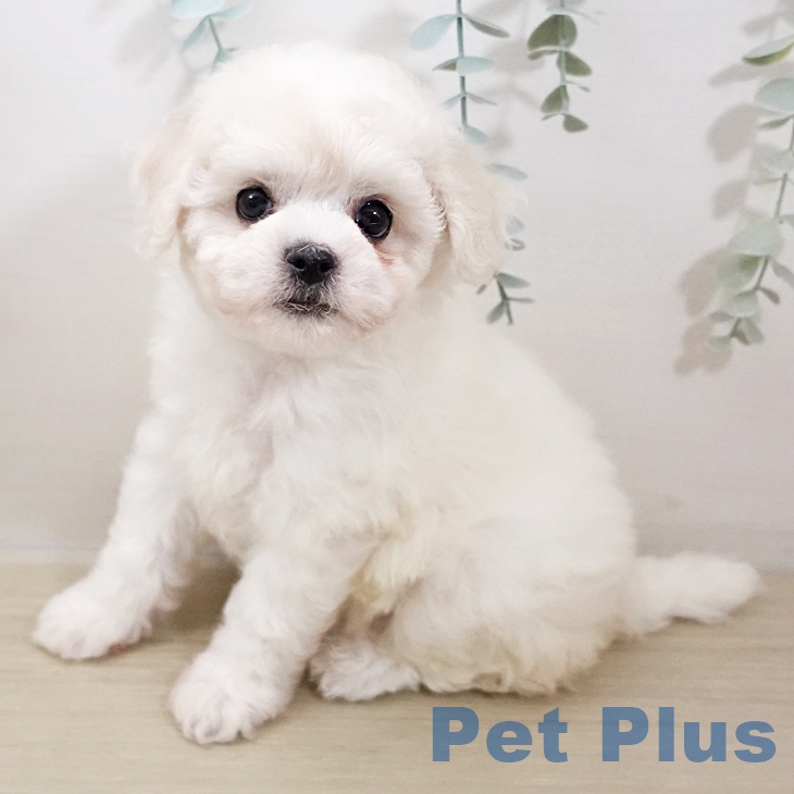 埼玉県のビションフリーゼ (ペットプラス 川口店/2025年10月26日生まれ/女の子/ホワイト)の子犬の1枚目の画像