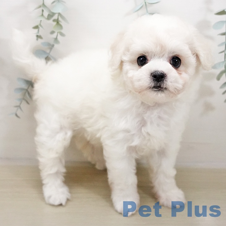 埼玉県のビションフリーゼ (ペットプラス 川口店/2025年10月26日生まれ/女の子/ホワイト)の子犬の2枚目の画像