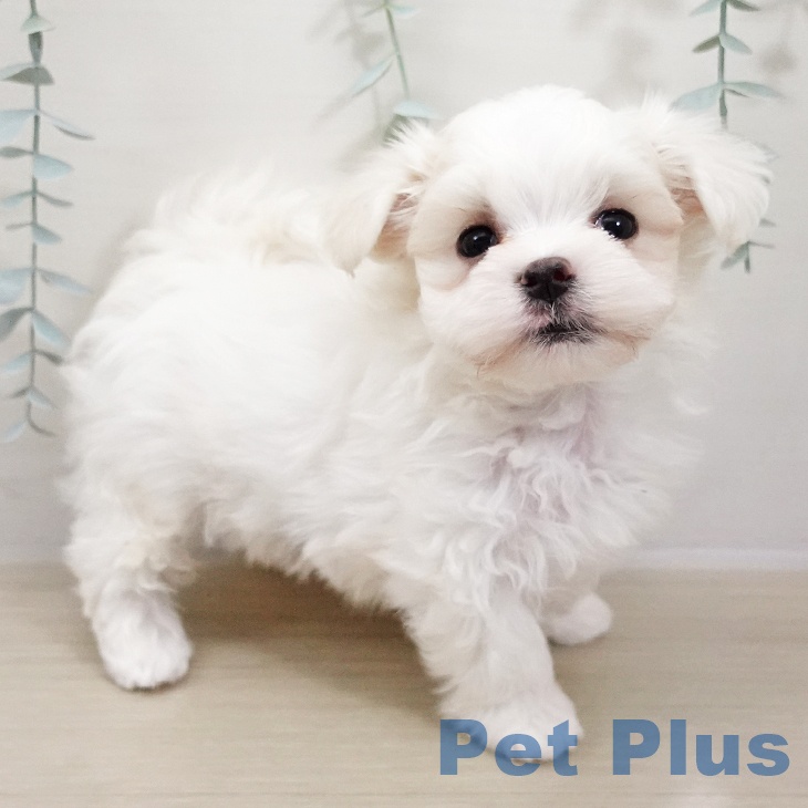 東京都のマルチーズ (ペットプラス むさし村山店/2025年10月26日生まれ/男の子/ホワイト)の子犬の2枚目の画像