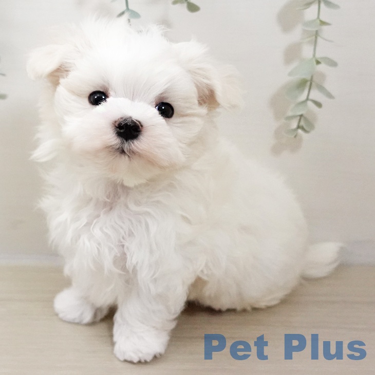 神奈川県のマルチーズ (ペットプラス テラスモール湘南店/2025年10月26日生まれ/男の子/ホワイト)の子犬の1枚目の画像