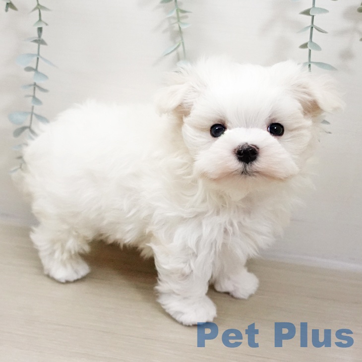神奈川県のマルチーズ (ペットプラス テラスモール湘南店/2025年10月26日生まれ/男の子/ホワイト)の子犬の2枚目の画像
