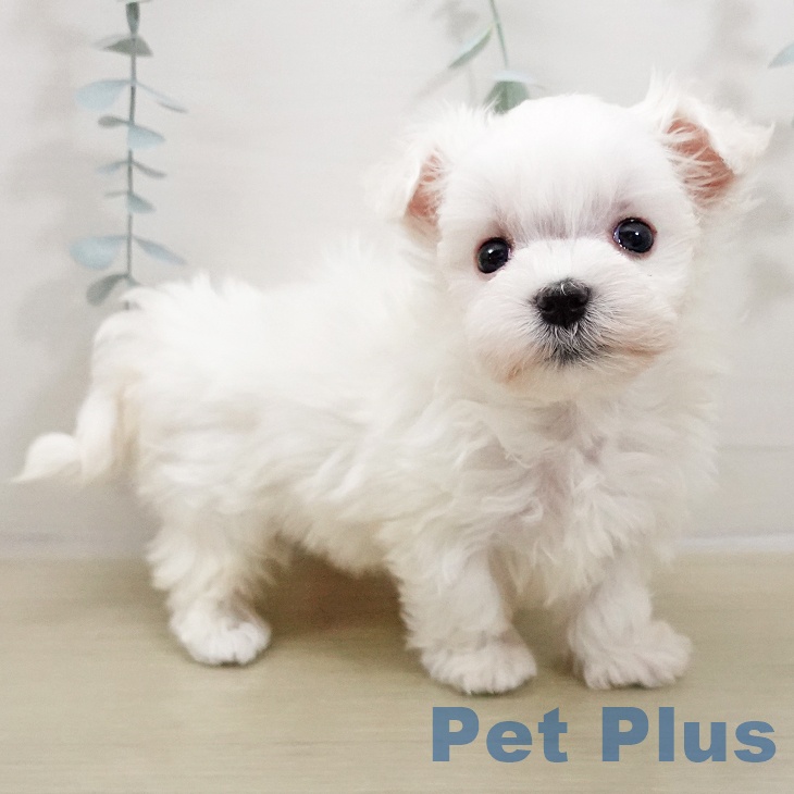 神奈川県のマルチーズ (ペットプラス テラスモール湘南店/2025年10月26日生まれ/女の子/ホワイト)の子犬の1枚目の画像