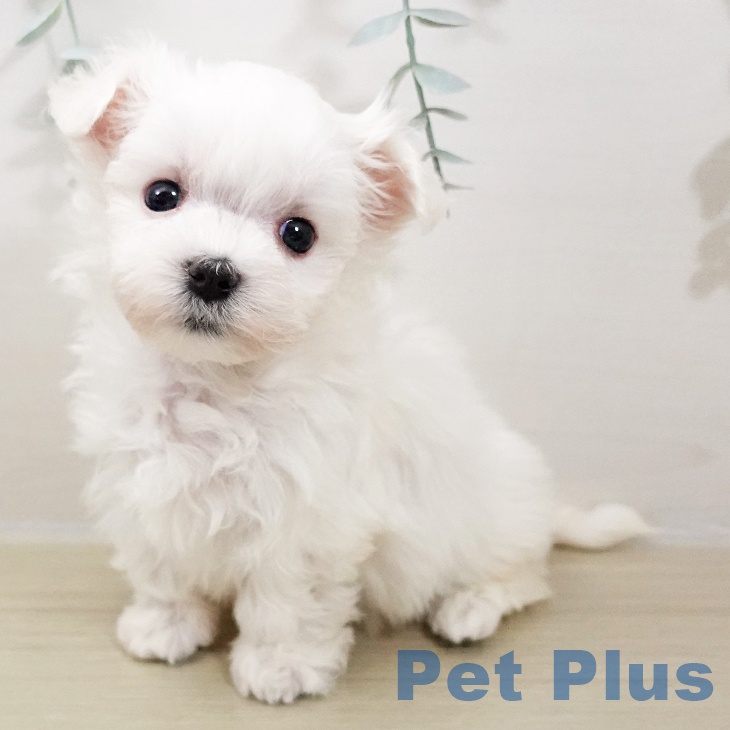 神奈川県のマルチーズ (ペットプラス テラスモール湘南店/2025年10月26日生まれ/女の子/ホワイト)の子犬の2枚目の画像