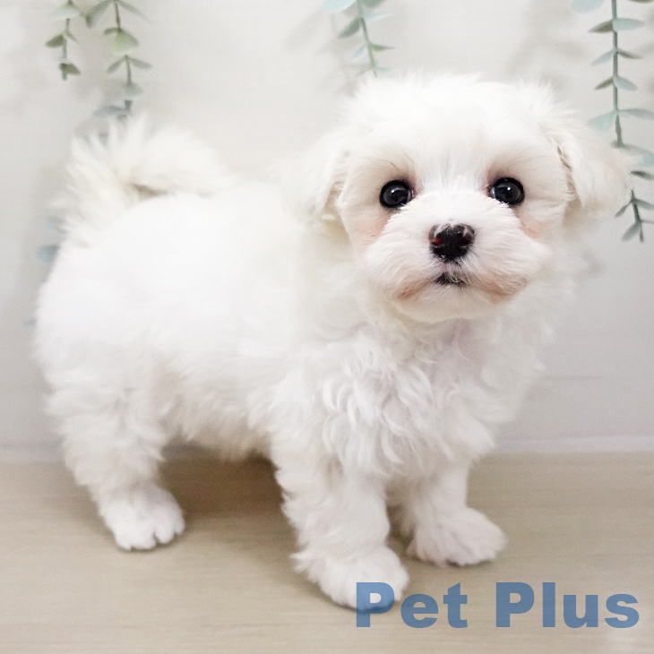 埼玉県のマルチーズ (ペットプラス 羽生店/2025年10月26日生まれ/女の子/ホワイト)の子犬の1枚目の画像
