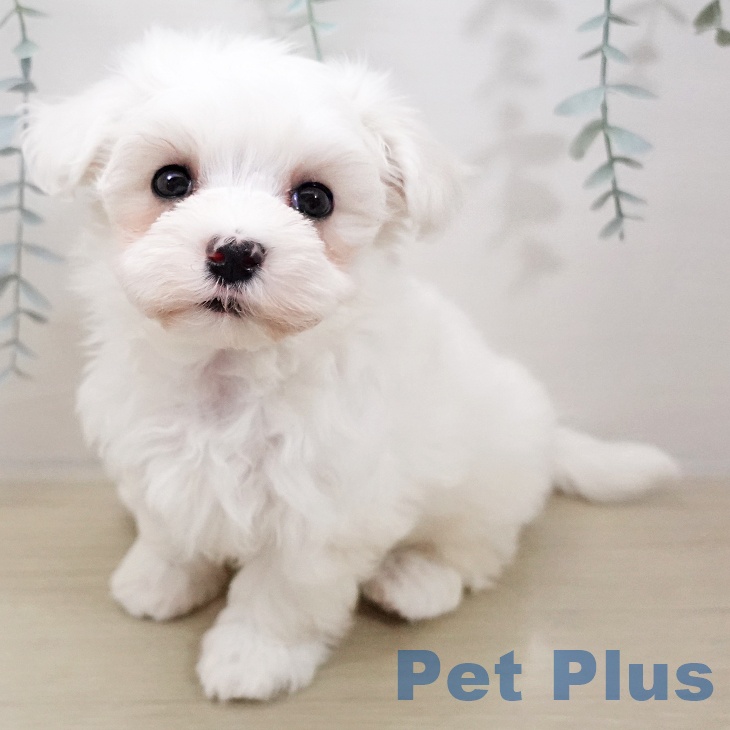埼玉県のマルチーズ (ペットプラス 羽生店/2025年10月26日生まれ/女の子/ホワイト)の子犬の2枚目の画像