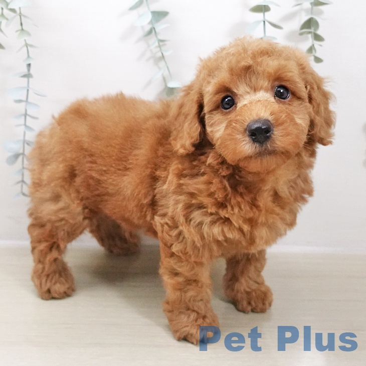 東京都のトイプードル(トイ) (ペットプラス MARK IS 葛飾かなまち店/2025年10月25日生まれ/男の子/レッド)の子犬の1枚目の画像