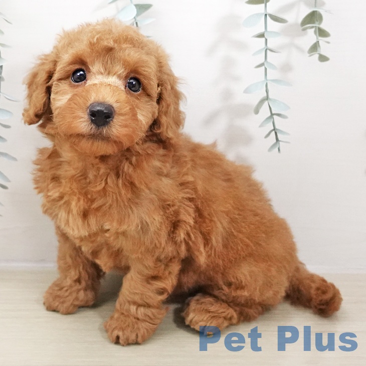 東京都のトイプードル(トイ) (ペットプラス MARK IS 葛飾かなまち店/2025年10月25日生まれ/男の子/レッド)の子犬の2枚目の画像