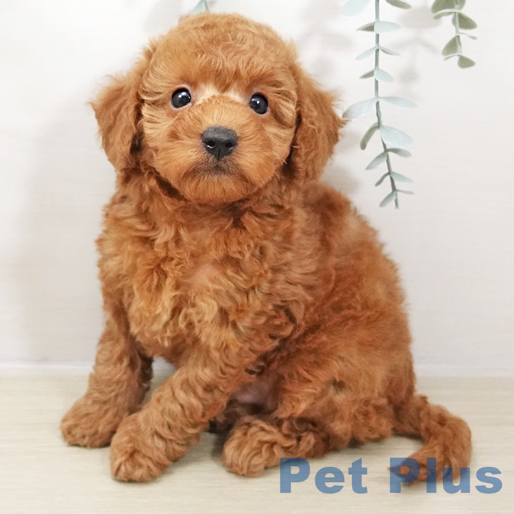 埼玉県のトイプードル(トイ) (ペッツワン 新座店/2025年10月25日生まれ/男の子/レッド)の子犬の1枚目の画像