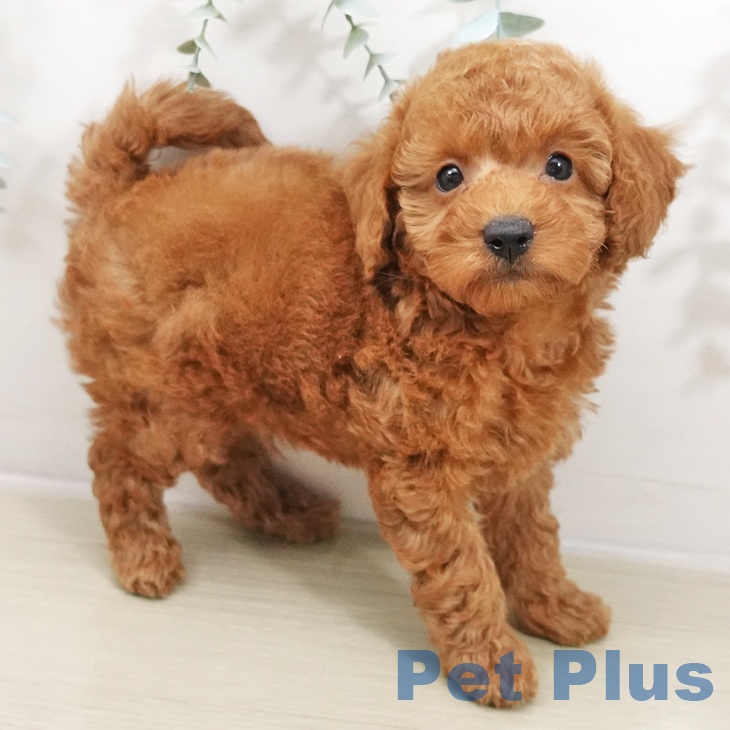 埼玉県のトイプードル(トイ) (ペッツワン 新座店/2025年10月25日生まれ/男の子/レッド)の子犬の2枚目の画像