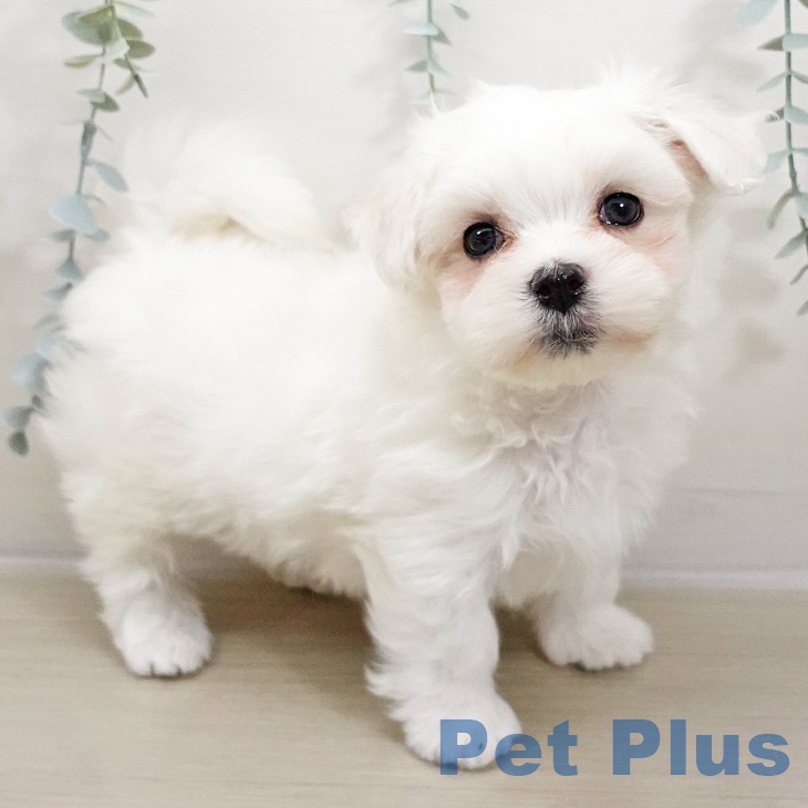 埼玉県のマルチーズ (ペットプラス 川口店/2025年10月26日生まれ/男の子/ホワイト)の子犬の1枚目の画像