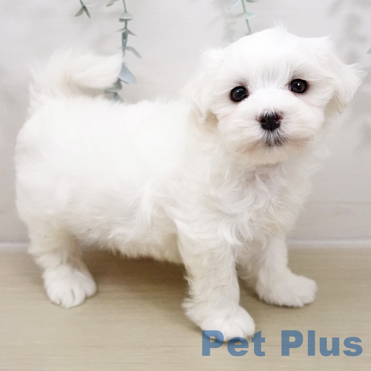 神奈川県のマルチーズ (ペットプラス 座間店/2025年10月26日生まれ/男の子/ホワイト)の子犬の1枚目の画像