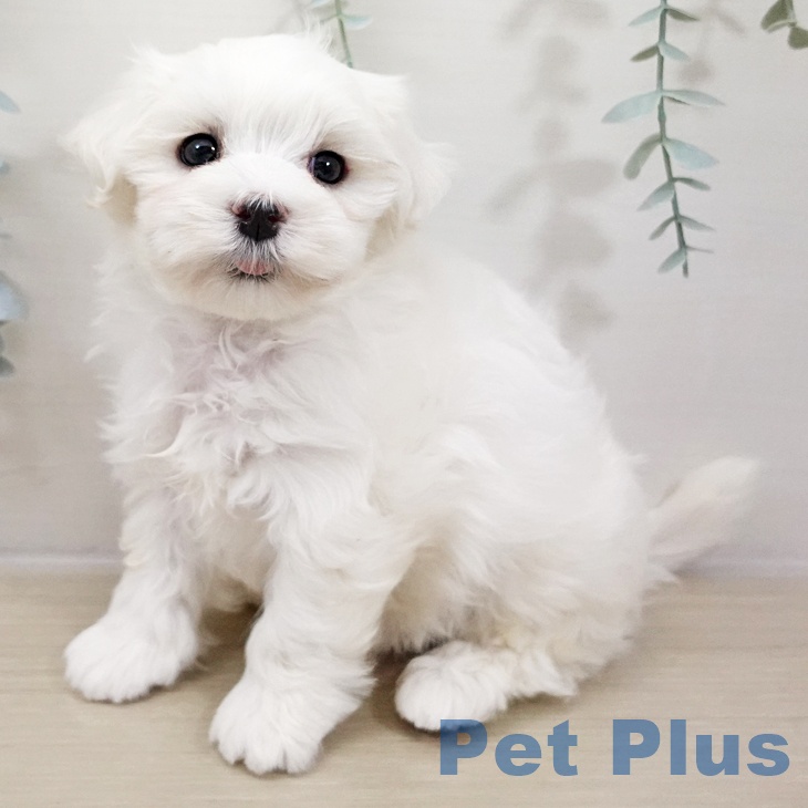 神奈川県のマルチーズ (ペットプラス 座間店/2025年10月26日生まれ/男の子/ホワイト)の子犬の2枚目の画像