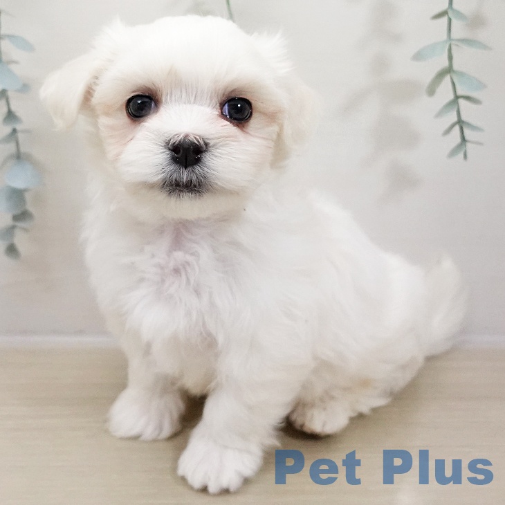 埼玉県のマルチーズ (ペットプラス 上尾店/2025年10月26日生まれ/男の子/ホワイト)の子犬の1枚目の画像