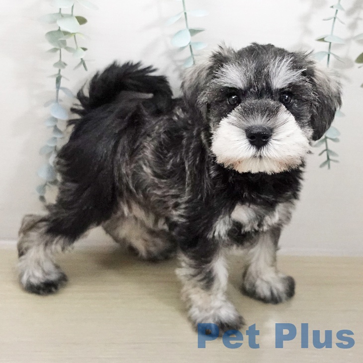 埼玉県のミニチュアシュナウザー (ペットプラス イオンモール春日部店/2025年10月26日生まれ/女の子/ソルトペッパー)の子犬の2枚目の画像