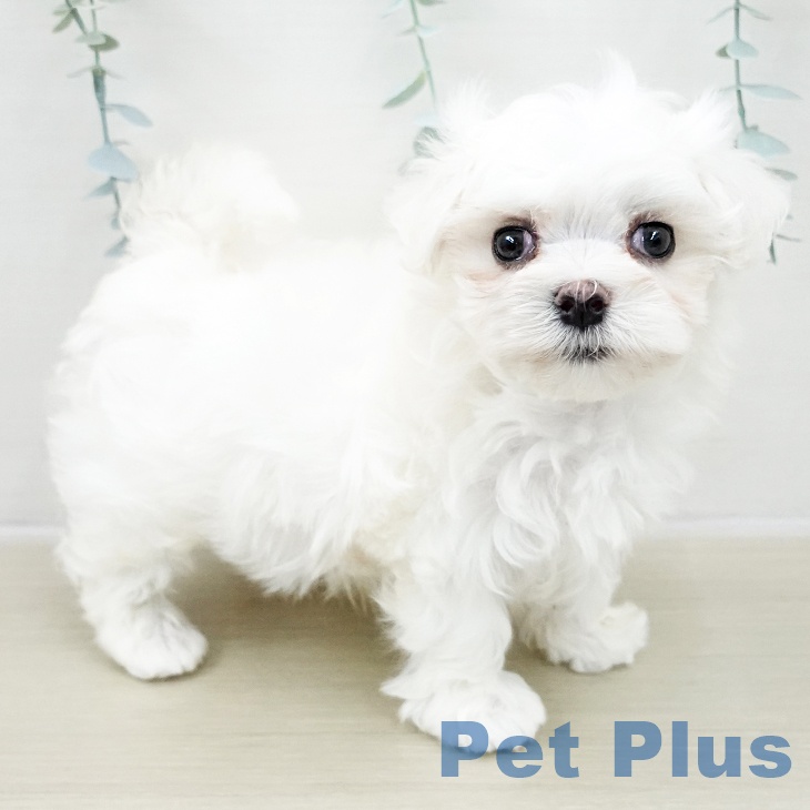 千葉県のマルチーズ (ペットプラス 船橋店/2025年10月26日生まれ/男の子/ホワイト)の子犬の1枚目の画像