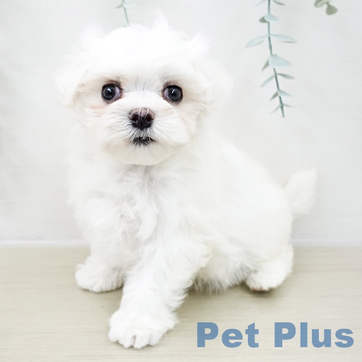 千葉県のマルチーズ (ペットプラス 船橋店/2025年10月26日生まれ/男の子/ホワイト)の子犬の2枚目の画像