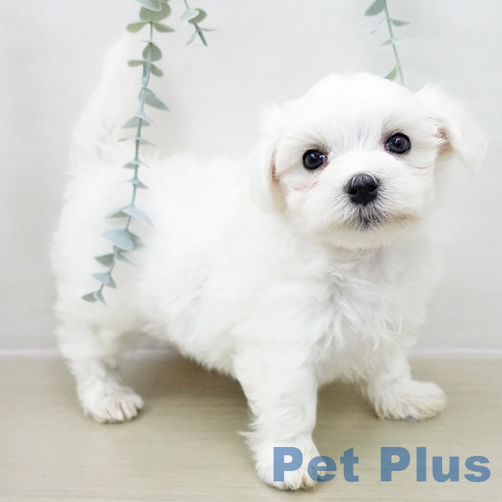 茨城県のマルチーズ (ペッツワン 阿見店/2025年10月26日生まれ/男の子/ホワイト)の子犬の2枚目の画像