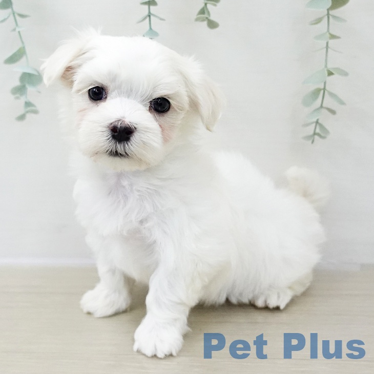 群馬県のマルチーズ (ペットプラス イオンモール太田店/2025年10月26日生まれ/男の子/ホワイト)の子犬の2枚目の画像