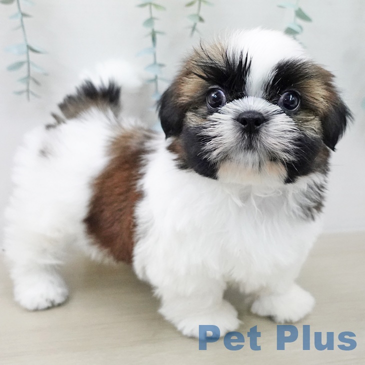 山梨県のシーズー (ペットプラス 甲府昭和店/2025年10月25日生まれ/女の子/ホワイトゴールド)の子犬の1枚目の画像