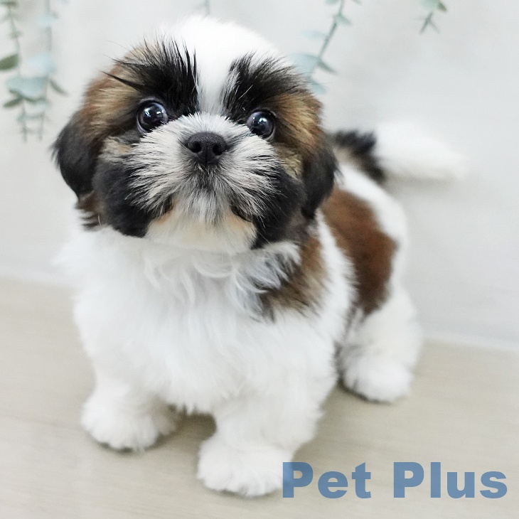 山梨県のシーズー (ペットプラス 甲府昭和店/2025年10月25日生まれ/女の子/ホワイトゴールド)の子犬の2枚目の画像