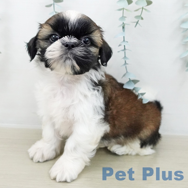 東京都のシーズー (ペッツワン 青梅インター店/2025年10月26日生まれ/男の子/ホワイトゴールド)の子犬の1枚目の画像