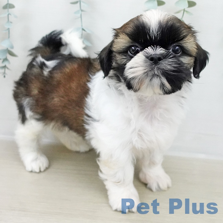 東京都のシーズー (ペッツワン 青梅インター店/2025年10月26日生まれ/男の子/ホワイトゴールド)の子犬の2枚目の画像