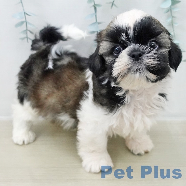 神奈川県のシーズー (ペットプラス 新百合丘店/2025年10月26日生まれ/男の子/ホワイトゴールド)の子犬の1枚目の画像