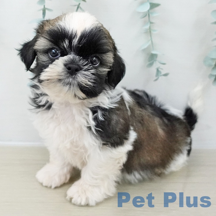 神奈川県のシーズー (ペットプラス 新百合丘店/2025年10月26日生まれ/男の子/ホワイトゴールド)の子犬の2枚目の画像