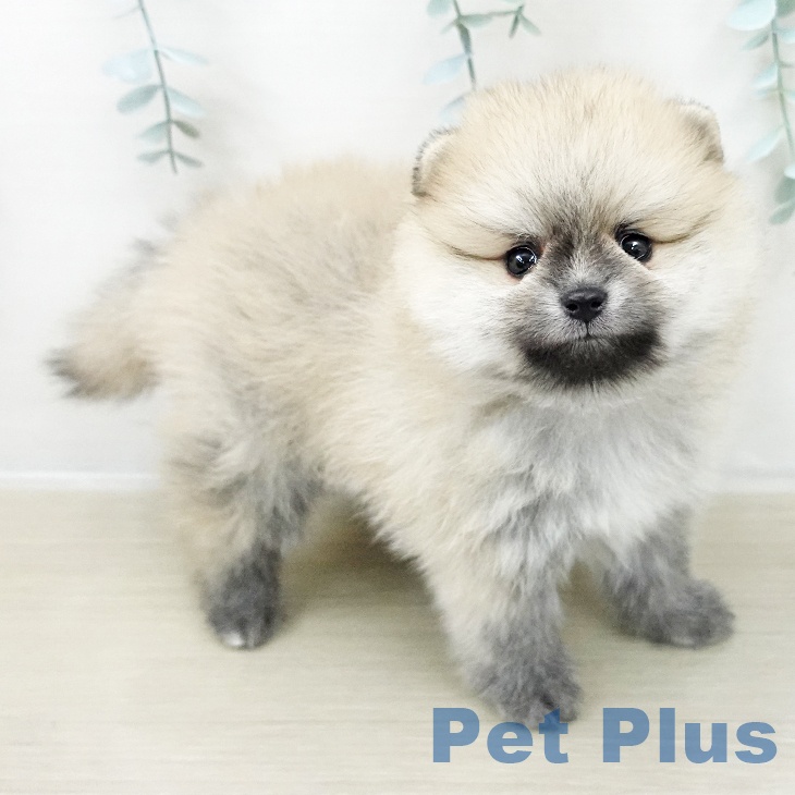 ポメラニアンの写真2