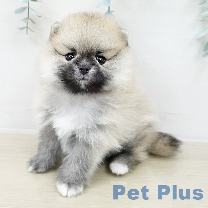 埼玉県のポメラニアン (ペットプラス ららぽーと新三郷店/2025年10月26日生まれ/女の子/ウルフセーブル)の子犬の1枚目の画像