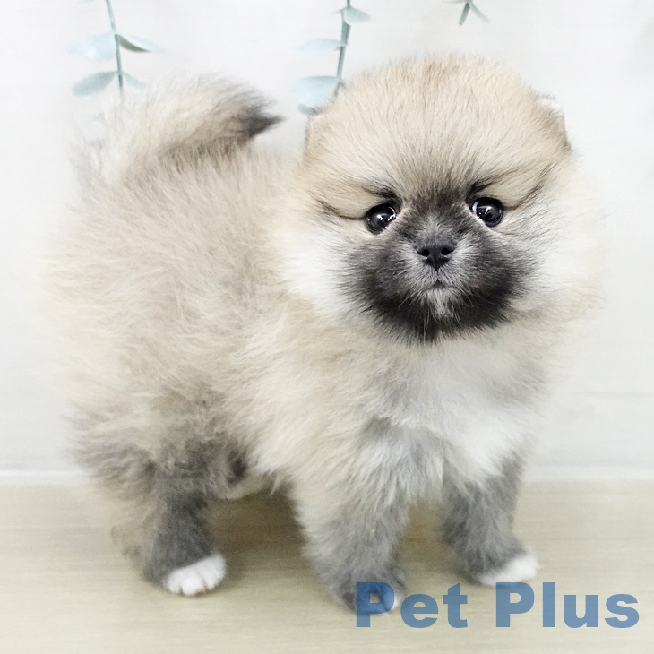 埼玉県のポメラニアン (ペットプラス ららぽーと新三郷店/2025年10月26日生まれ/女の子/ウルフセーブル)の子犬の2枚目の画像