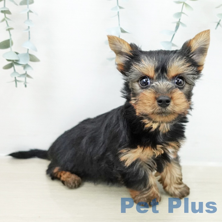 埼玉県のヨークシャーテリア (ペットプラス 上尾店/2025年10月23日生まれ/男の子/スチールブルータン)の子犬の1枚目の画像