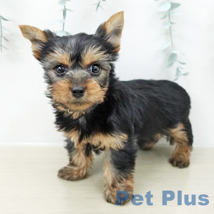 埼玉県のヨークシャーテリア (ペットプラス 上尾店/2025年10月23日生まれ/男の子/スチールブルータン)の子犬の2枚目の画像