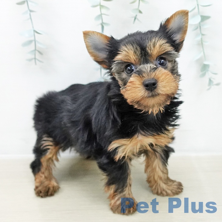 宮城県のヨークシャーテリア (ペットプラス 名取店/2025年10月23日生まれ/女の子/スチールブルータン)の子犬の1枚目の画像