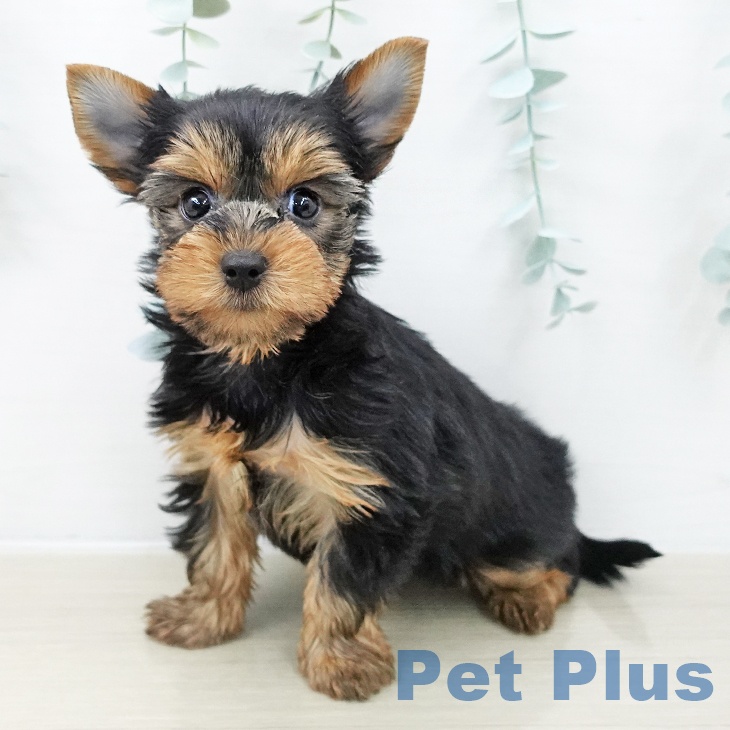 宮城県のヨークシャーテリア (ペットプラス 名取店/2025年10月23日生まれ/女の子/スチールブルータン)の子犬の2枚目の画像