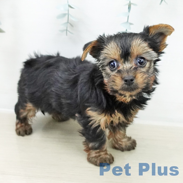 神奈川県のヨークシャーテリア (ペットプラス 武蔵小杉店/2025年10月23日生まれ/女の子/スチールブルータン)の子犬の2枚目の画像