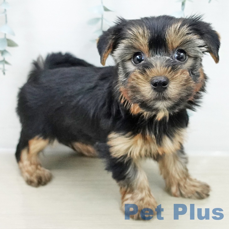 埼玉県のヨークシャーテリア (ペットプラス ららぽーと富士見店/2025年10月23日生まれ/女の子/スチールブルータン)の子犬の1枚目の画像