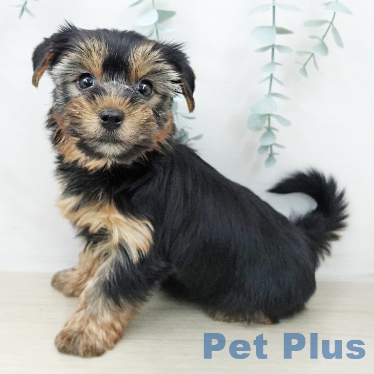 埼玉県のヨークシャーテリア (ペットプラス ららぽーと富士見店/2025年10月23日生まれ/女の子/スチールブルータン)の子犬の2枚目の画像