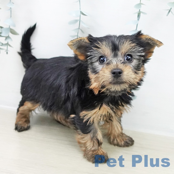 ヨークシャー・テリアの写真2