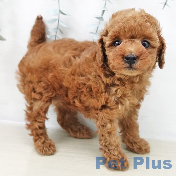 宮城県のトイプードル(トイ) (ペットプラス 名取店/2025年10月26日生まれ/男の子/レッド)の子犬