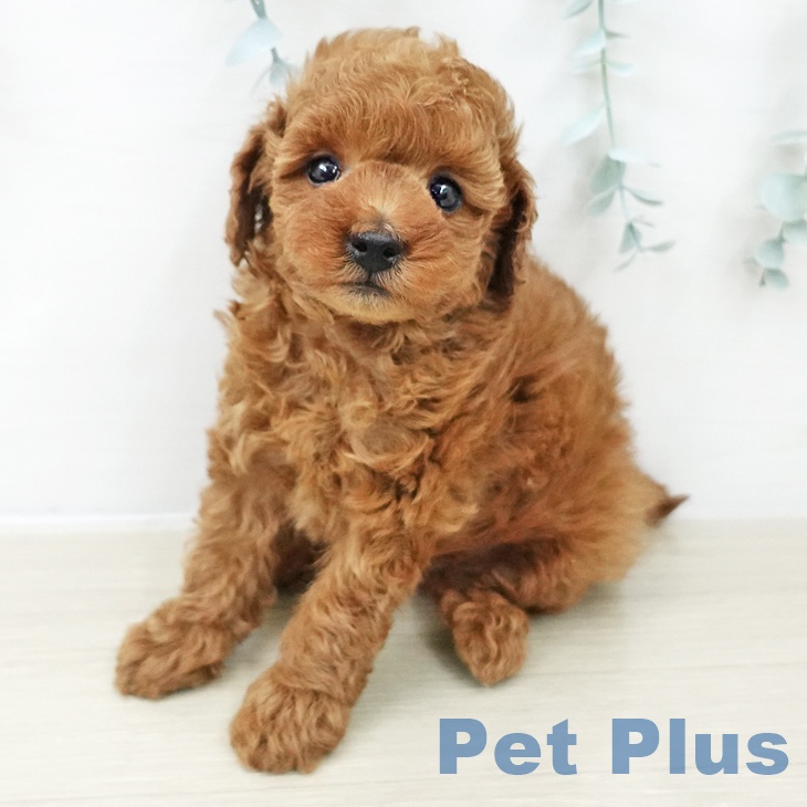 トイ・プードルの写真2