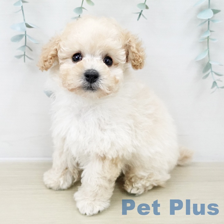 福島県のトイプードル(トイ) (ペットプラス 福島店/2025年10月25日生まれ/男の子/クリーム)の子犬の1枚目の画像